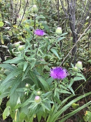 Cirsium vlassovianum