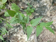 Chromolaena bigelovii
