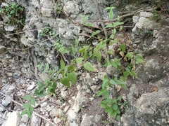 Chromolaena bigelovii