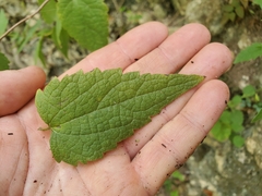 Chromolaena bigelovii
