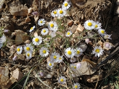 Erigeron pumilus intermedius