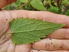 Chromolaena bigelovii