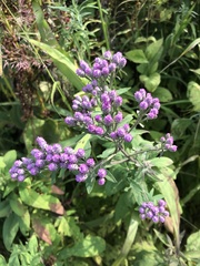 Saussurea neopulchella