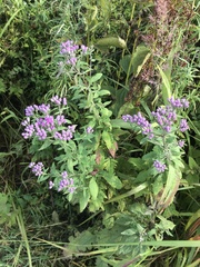 Saussurea neopulchella