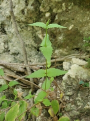 Chromolaena bigelovii