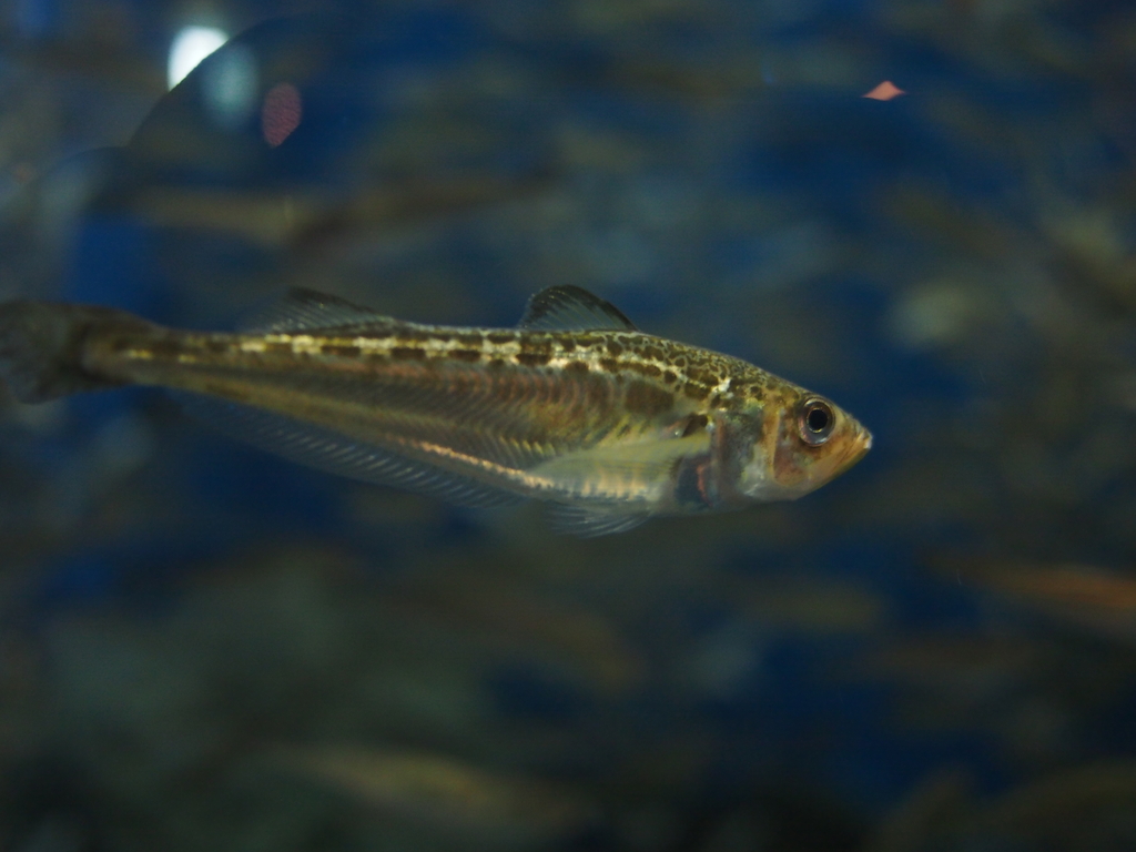 Sailfin Sandfish