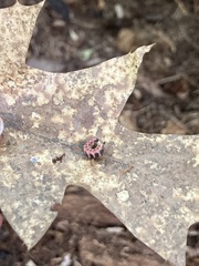 Pseudopolydesmus canadensis