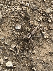 Alopecosa inquilina