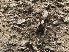 Alopecosa inquilina