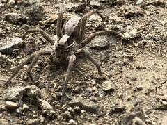 Alopecosa inquilina