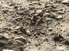 Alopecosa inquilina