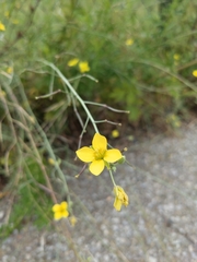 Diplotaxis tenuifolia