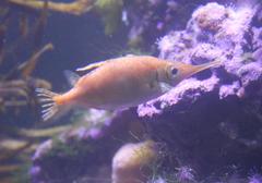 Macroramphosus scolopax