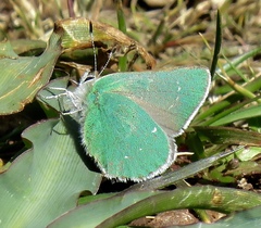 Callophrys viridis