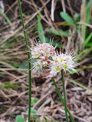 Allium ericetorum