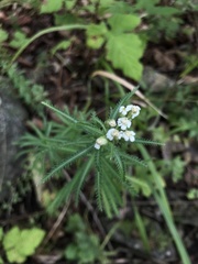 Achillea ptarmicoides