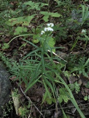 Achillea ptarmicoides
