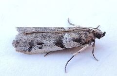 Laetilia dilatifasciella