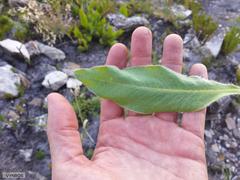 Protea scolopendriifolia
