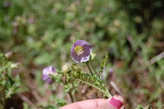 Polemonium grandiflorum