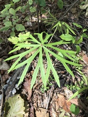 Syneilesis aconitifolia