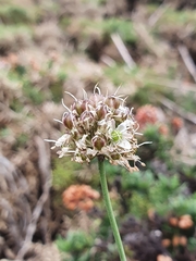 Allium ericetorum