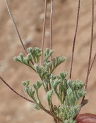 Pentzia quinquefida