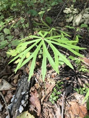 Syneilesis aconitifolia