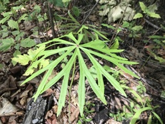 Syneilesis aconitifolia
