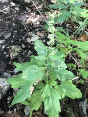 Artemisia stolonifera