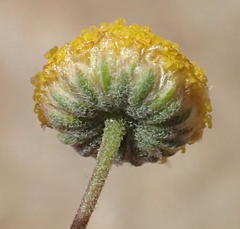 Pentzia quinquefida