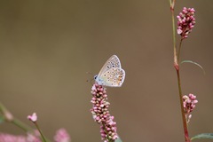 Polyommatus