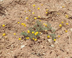 Pentzia quinquefida