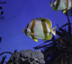 Chaetodon marleyi