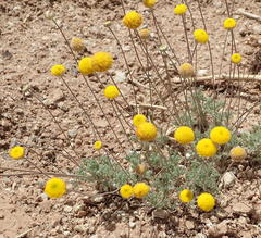 Pentzia quinquefida