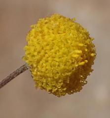 Pentzia quinquefida