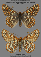 Euphydryas editha hutchinsi