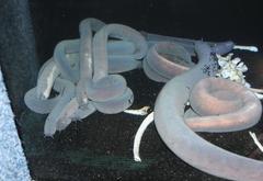 Eptatretus hexatrema