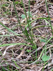 Allium ericetorum