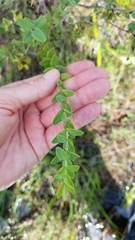 Hypericum myrtifolium