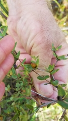 Hypericum myrtifolium