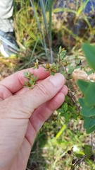 Hypericum myrtifolium