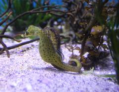 Hippocampus capensis