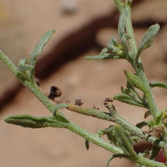 Heliotropium ciliatum