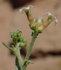 Heliotropium ciliatum