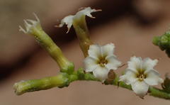 Heliotropium ciliatum