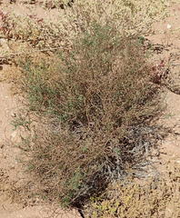 Heliotropium ciliatum