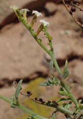 Heliotropium ciliatum