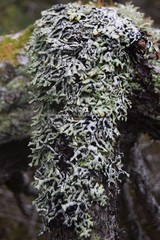 Hypogymnia metaphysodes