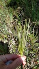 Eustachys glauca